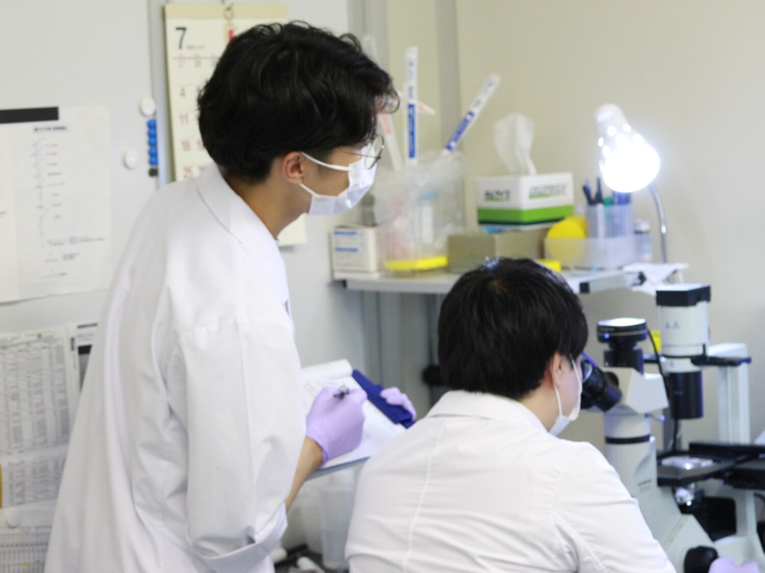 創薬研究における細胞培養及び動物実験業務
