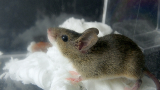 非臨床試験などを行う会社での動物飼育管理業務
