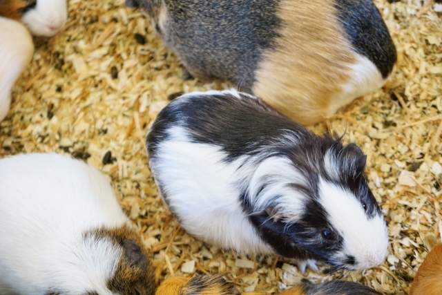 測定補助および動物飼育管理業務(マウスやラットへの注射や投与など)