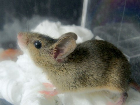 【東広島市】動物実験業務(実験補助)